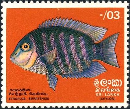 Pearlspot Cichlid (Etroplus suratensis)