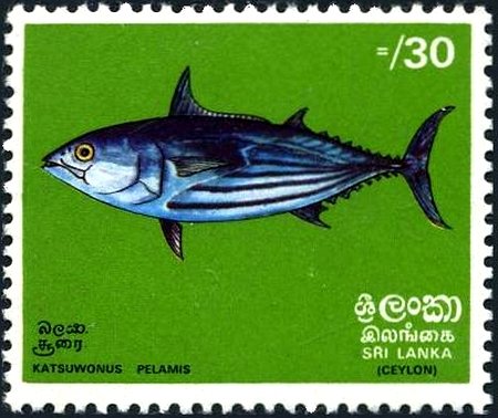 Skipjack Tuna (Katsuwonus pelamis)
